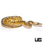 Baby Bongo Bumble Bee Ball Pythons For Sale - Underground Reptiles