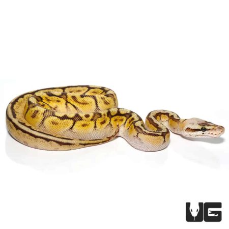 Baby Bongo Bumble Bee Ball Pythons For Sale - Underground Reptiles