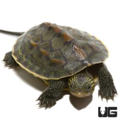 Baby Chinese Golden Thread Turtles (Ocadia sinensis) For Sale- Underground Reptiles