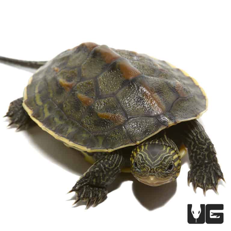 Turtles For Sale - Underground Reptiles