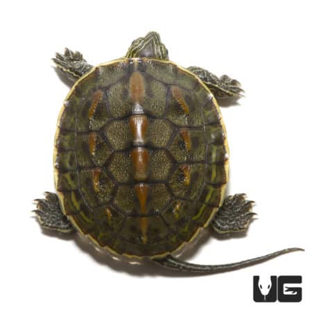 Turtles For Sale - Underground Reptiles