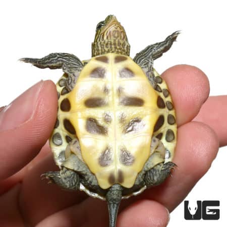 Baby Chinese Golden Thread Turtles (Ocadia sinensis) For Sale ...