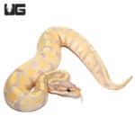 Baby Female Banana Enchi Het Pied Ball Python (Python regius) For Sale - Underground Reptiles