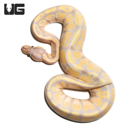 Baby Female Banana Enchi Het Pied Ball Python (Python regius) For Sale - Underground Reptiles