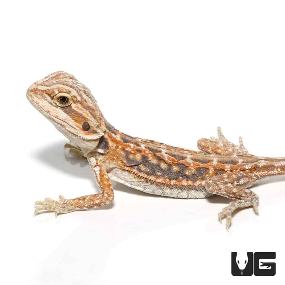 Baby Hypo Inferno Blue Bar Bearded Dragon (Pogona vitticeps) For Sale ...