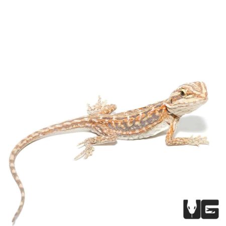 Baby Hypo Inferno Blue Bar Bearded Dragon (Pogona vitticeps) For Sale ...