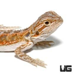 Baby Inferno Bearded Dragon For Sale - Underground Reptiles