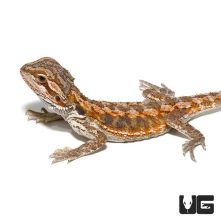 Baby Inferno Bearded Dragons (Pogona vitticeps) For Sale - Underground ...