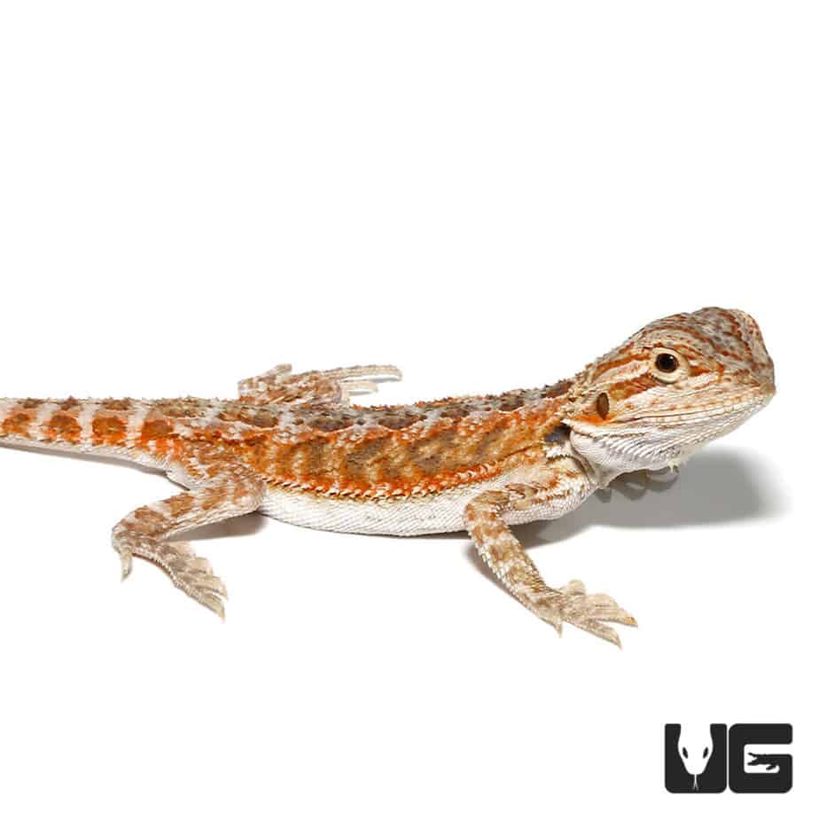 Baby Inferno Bearded Dragons (Pogona vitticeps) For Sale - Underground ...