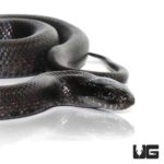 Baby Mexican Black Kingsnakes For Sale - Underground Reptiles