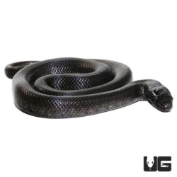 Baby Mexican Black Kingsnakes For Sale - Underground Reptiles