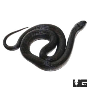 Baby mexican black Kingsnakes for sale - Underground Reptiles