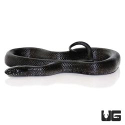 Baby mexican black Kingsnakes for sale - Underground Reptiles