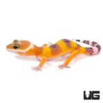 Baby Tangerine Leopard Geckos For Sale - Underground Reptiles