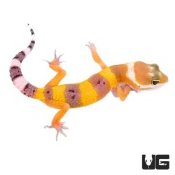 Baby Tangerine Leopard Geckos For Sale - Underground Reptiles