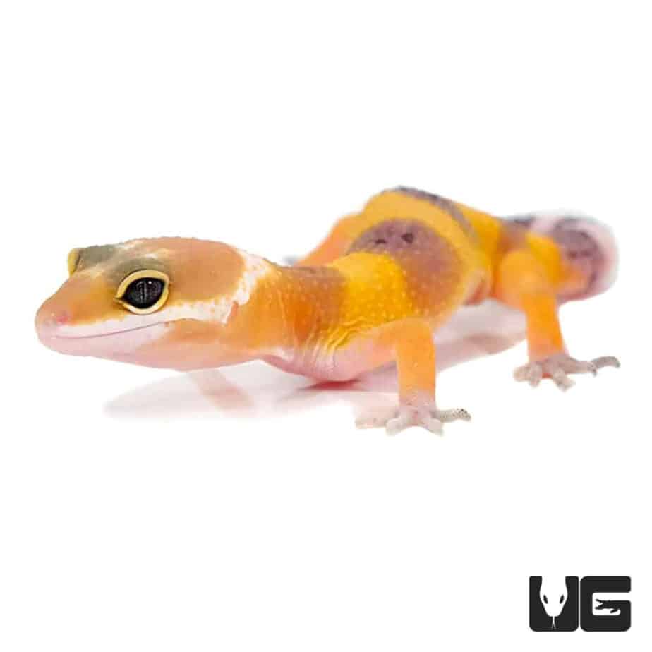 Baby Tangerine Leopard Geckos (Eublepharis macularius) For Sale