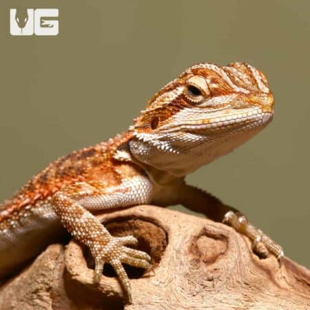 Baby Tiger Dream Bearded Dragons (Pogona vitticeps) For Sale - Underground Reptiles 