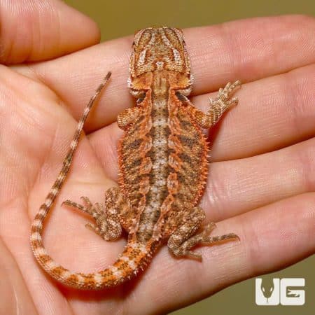 Baby Tiger Dream Bearded Dragon on hand, colorful reptile pet.