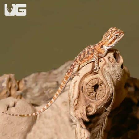 Bearded dragon with a vibrant orange and brown pattern, perched on a carved wooden piece.