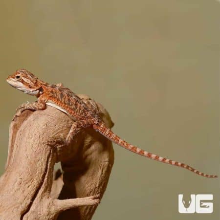 Baby Tiger Dream Bearded Dragon on a branch, showcasing vibrant colors and detailed scales.