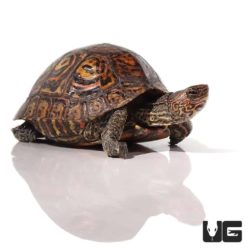 Central American Wood Turtles For Sale - Underground Reptiles