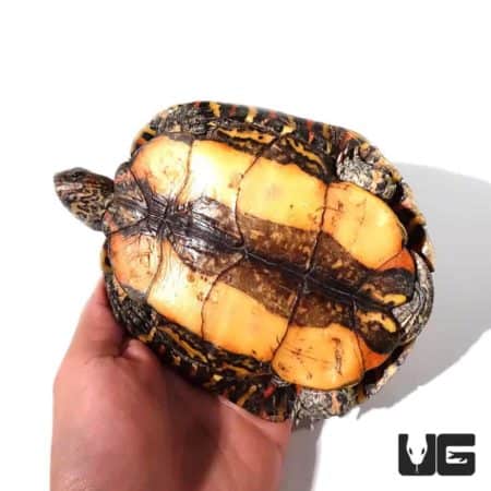 Turtles For Sale - Underground Reptiles