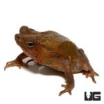 Crested Toads For Sale - Underground Reptiles