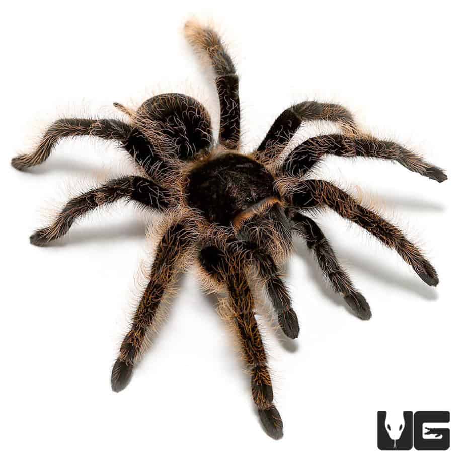 Curly Haired Tarantulas (Brachypelma albopilosum) For Sale
