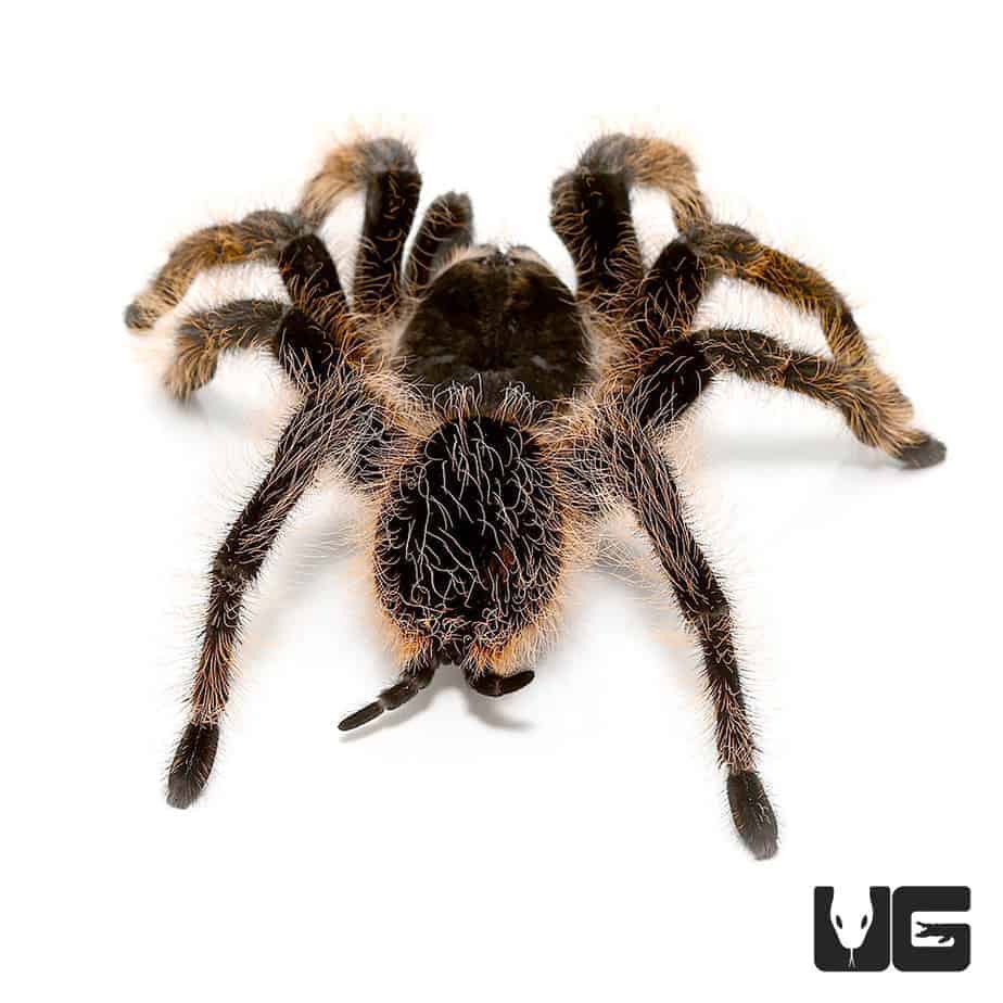 Inverts For Sale - Spiders, Scorpions & More - Underground Reptiles