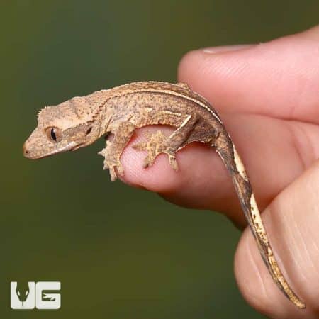 Close-up of a baby pinstripe harlequin crested gecko on a person's finger.