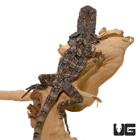 Frilled Dragons For Sale - Underground Reptiles