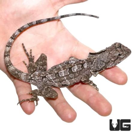 Frilled Dragons For Sale - Underground Reptiles