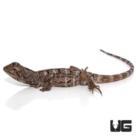 Frilled Dragons For Sale - Underground Reptiles