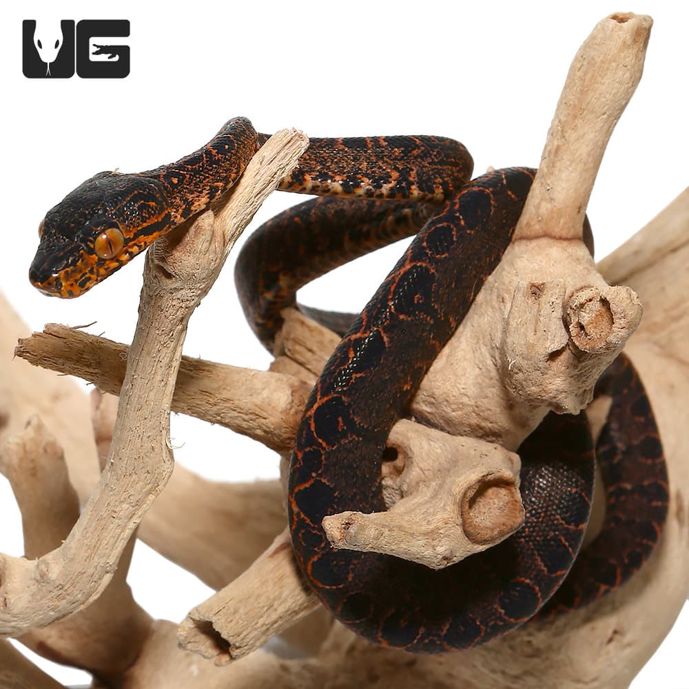 Baby Halloween Phase Amazon Tree Boas (Corallus hortulanus) For Sale