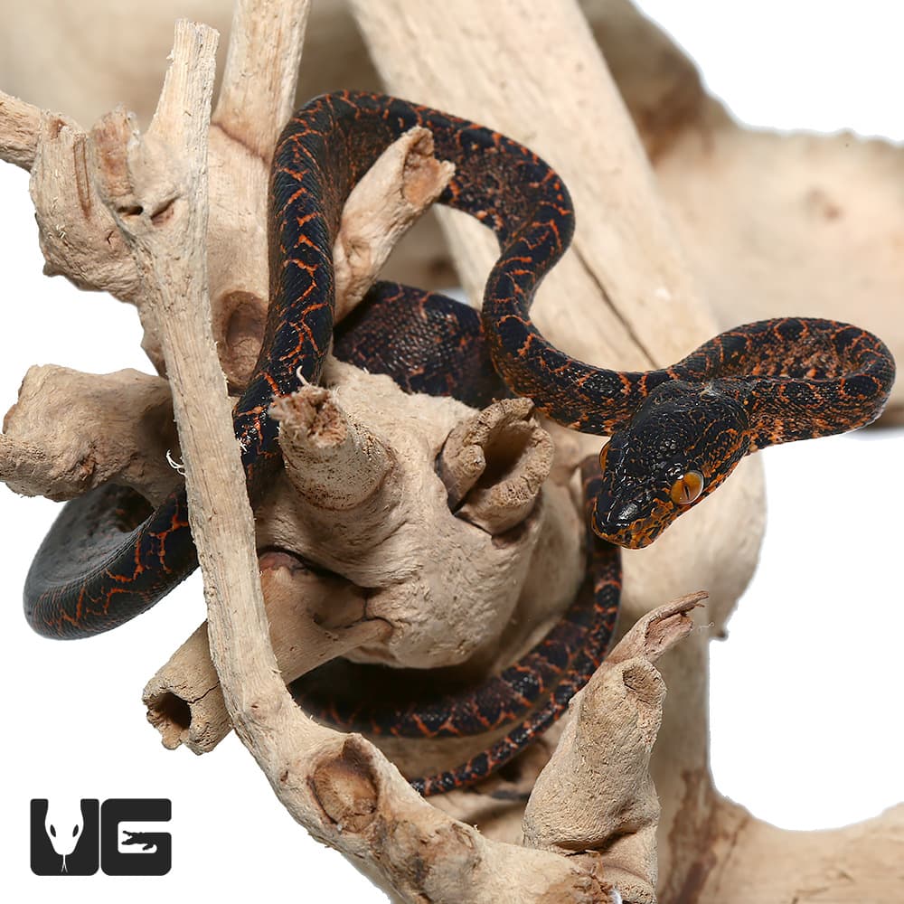 Baby Halloween Phase Amazon Tree Boas (Corallus hortulanus) For Sale