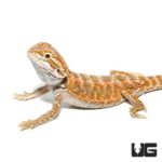 Baby Hypo Bearded Dragon For Sale - Underground Reptiles
