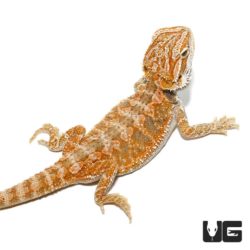 Baby Hypo Bearded Dragon For Sale - Underground Reptiles