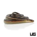 Northern Garter Snakes For Sale - Underground Reptiles