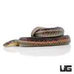 Northern Garter Snakes For Sale - Underground Reptiles