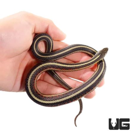 Northern Garter Snakes For Sale - Underground Reptiles