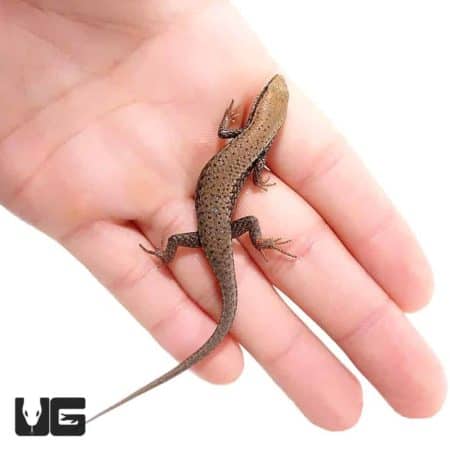 Red Garden Skinks For Sale - Underground Reptiles