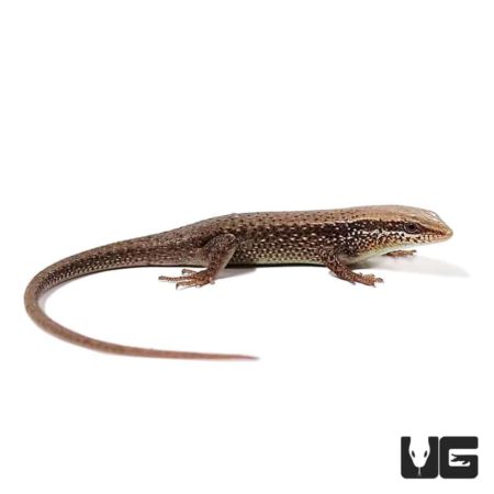 Red Garden Skinks For Sale - Underground Reptiles