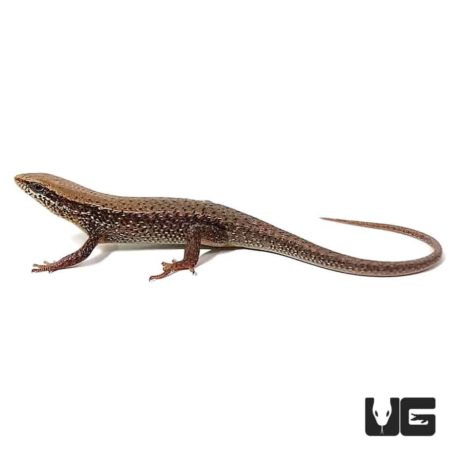 Red Garden Skinks For Sale - Underground Reptiles