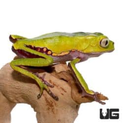 Spearpoint Waxy Monkey Tree Frogs For Sale - Underground Reptiles