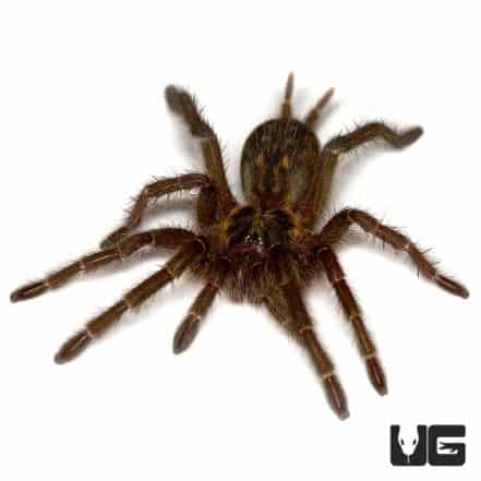 Tanzanian Chestnut Baboon Tarantula For Sale - Underground Reptiles