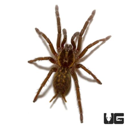 Tanzanian Chestnut Baboon Tarantula (Heterothele villosella) For Sale - Underground Reptiles