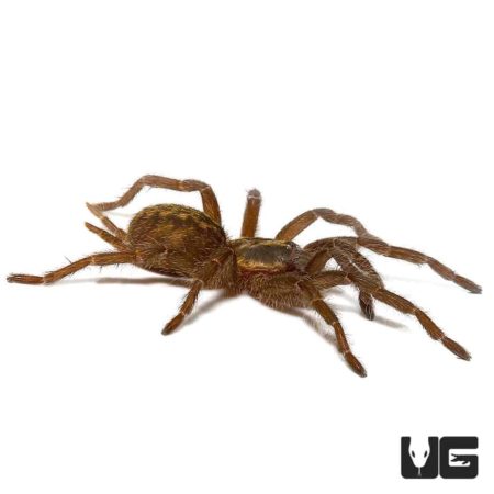Tanzanian Chestnut Baboon Tarantula (Heterothele villosella) For Sale - Underground Reptiles