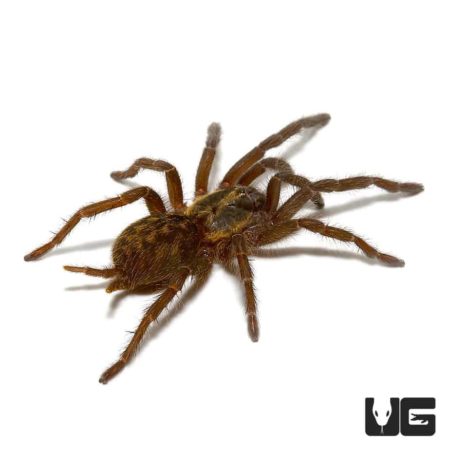 Tanzanian Chestnut Baboon Tarantula (Heterothele villosella) For Sale - Underground Reptiles