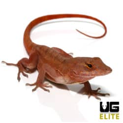 Red Chili Pepper Anole