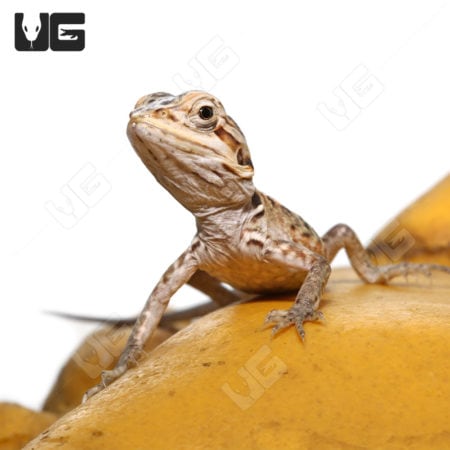 Baby Hypo Silky Bearded Dragons (Pogona vitticeps) For Sale - Underground Reptiles